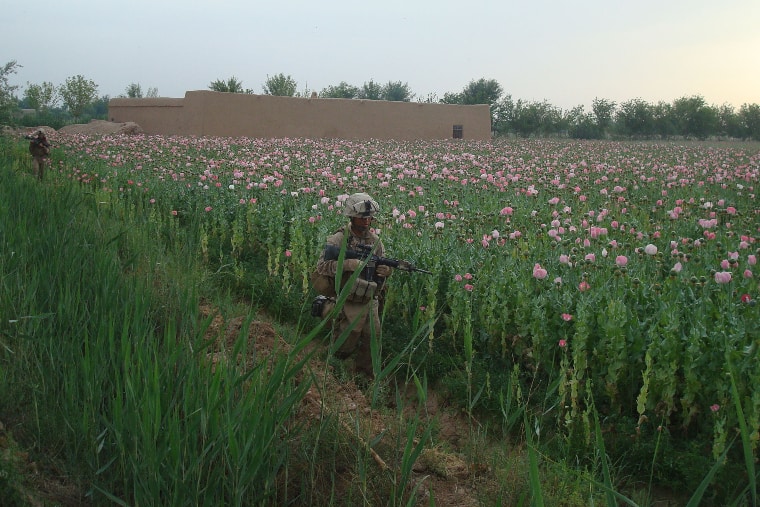 US Marines patrol though a poppy field in Marjah, Afghanistan, 2010 (Picture: Pucket88 on Wikicommons)