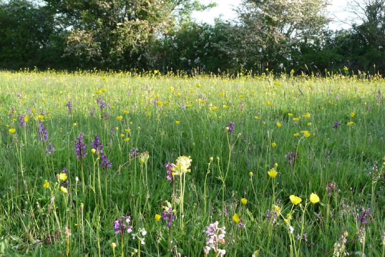 Green hay meadow with flowers