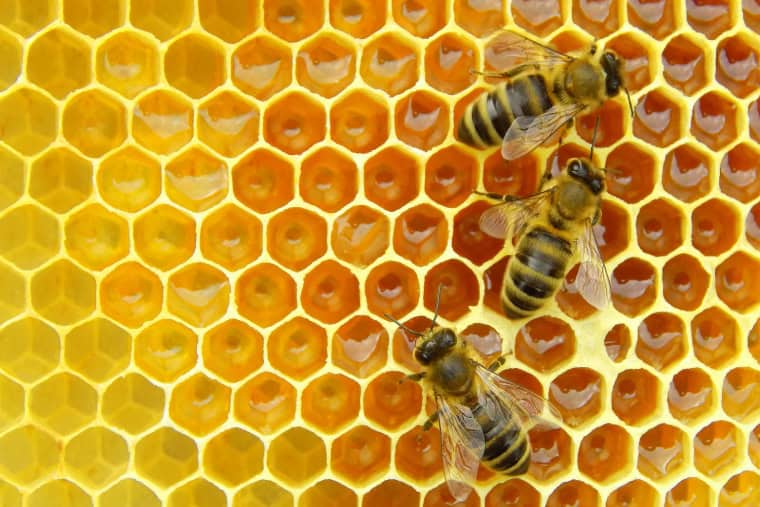 Beehive