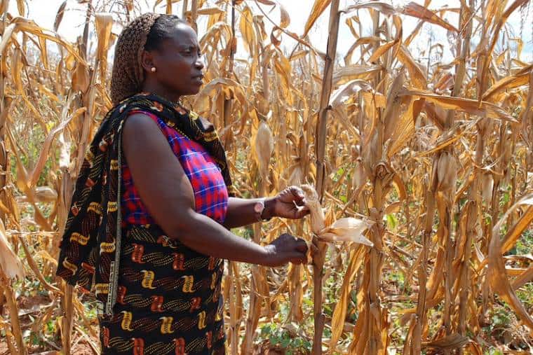 A farmer in Morogoro, Tanzania, shows the effects of drought on her maize crop
